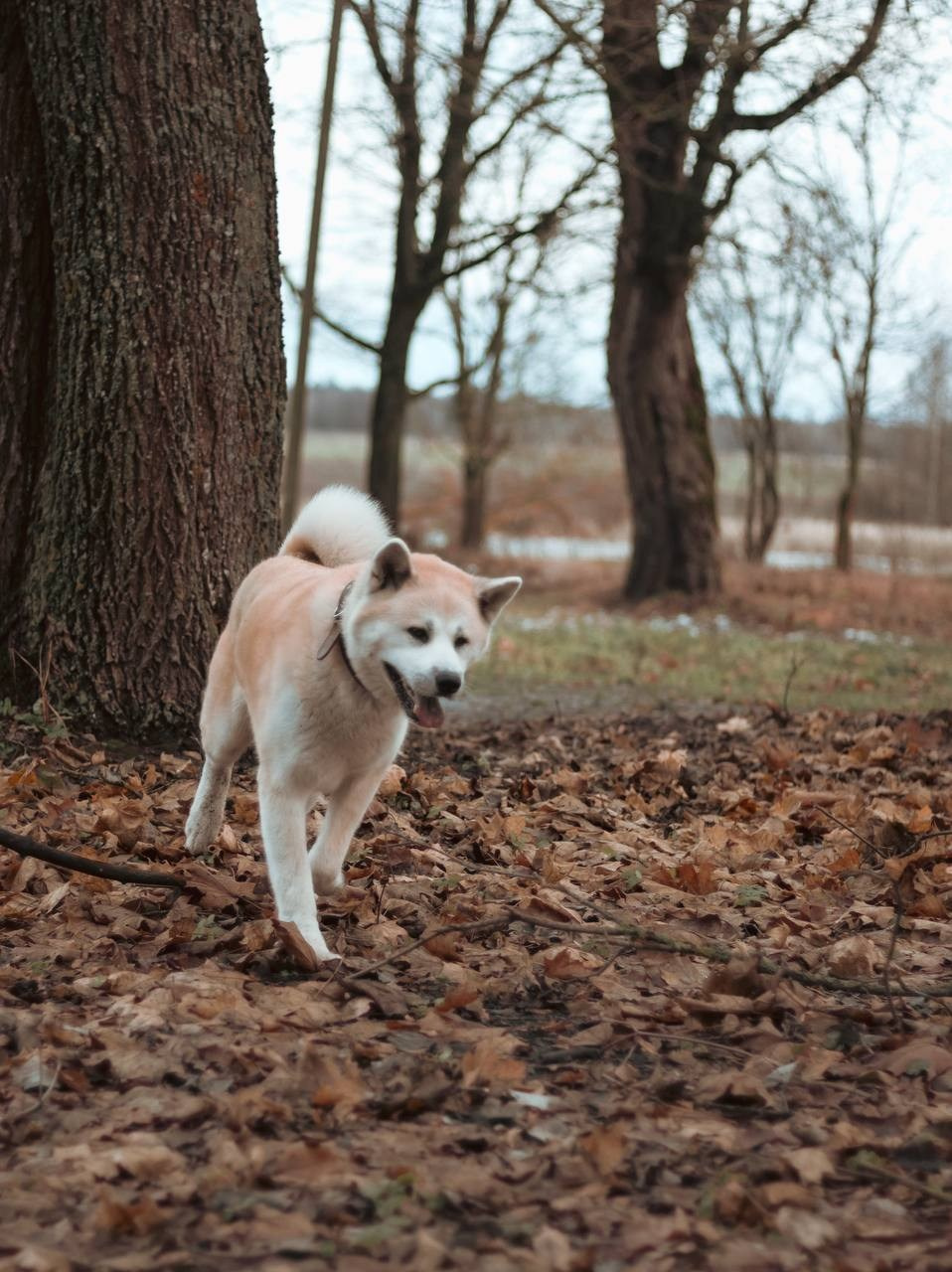 Лёша и верный друг Кейко. Ваш семейный фотограф в Минске — Вика Трегубова