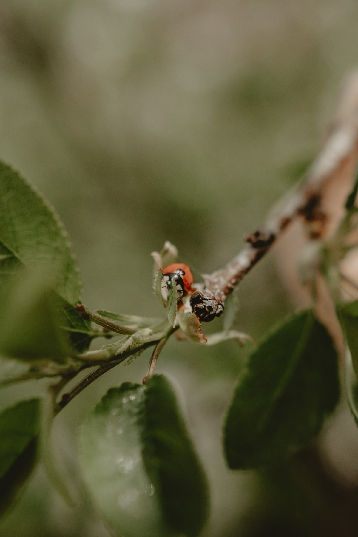 София — ура, каникулы!. Семейный фотограф Новороссийск, Анапа, Геленджик — Юлия Давыдова