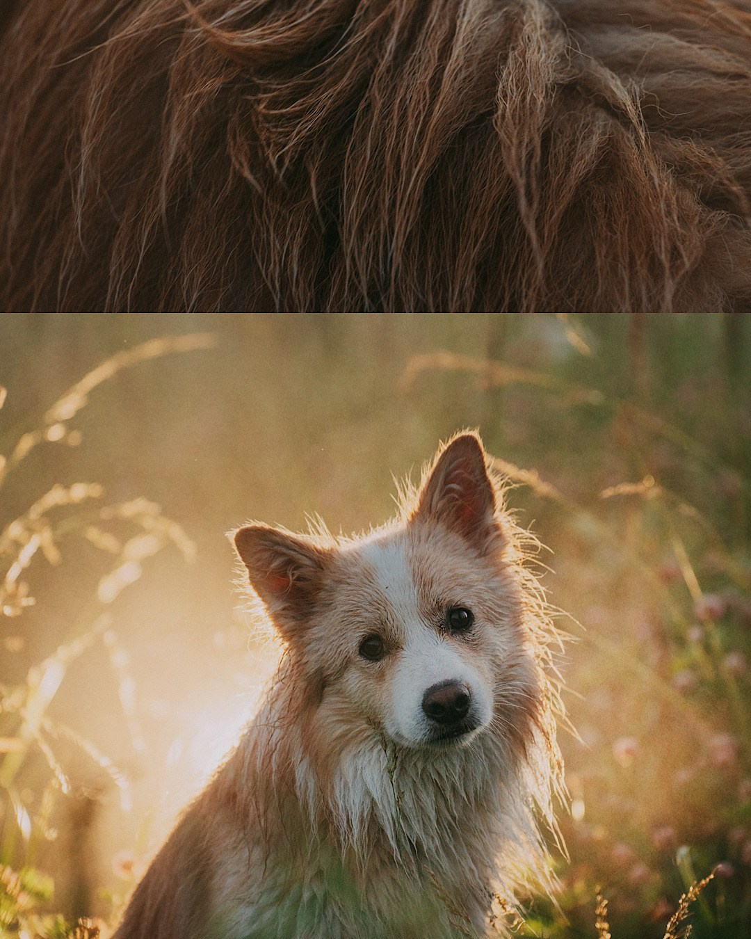 Рина и Марси. Фотограф анималист в Москве и Санкт-Петербурге Свиридова Анна