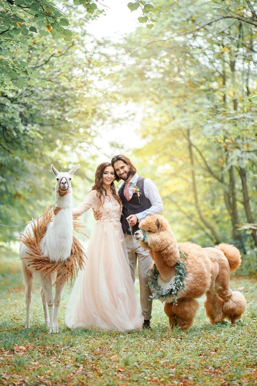 Шоу с Ламой. Подрядчики и друзья сети свадебных площадок House for wedding