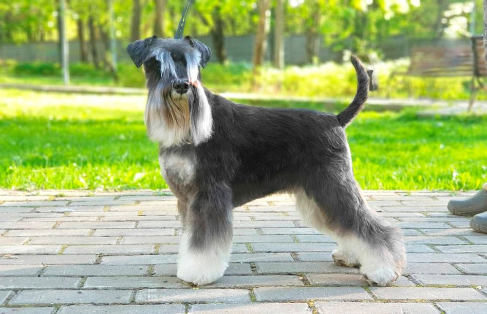 Питомник Делинсо Бэлэнс, щенки цвергшнауцера, купить щенка цвергшнауцера, питомник цвергшнауцеров, кобель цвергшнауцера для вязки, щенок цвергшнауцера, питомник цвергшнауцеров, черный с серебром, цверг, лучший питомник в беларуси, питомник цвергшнауцеров минск