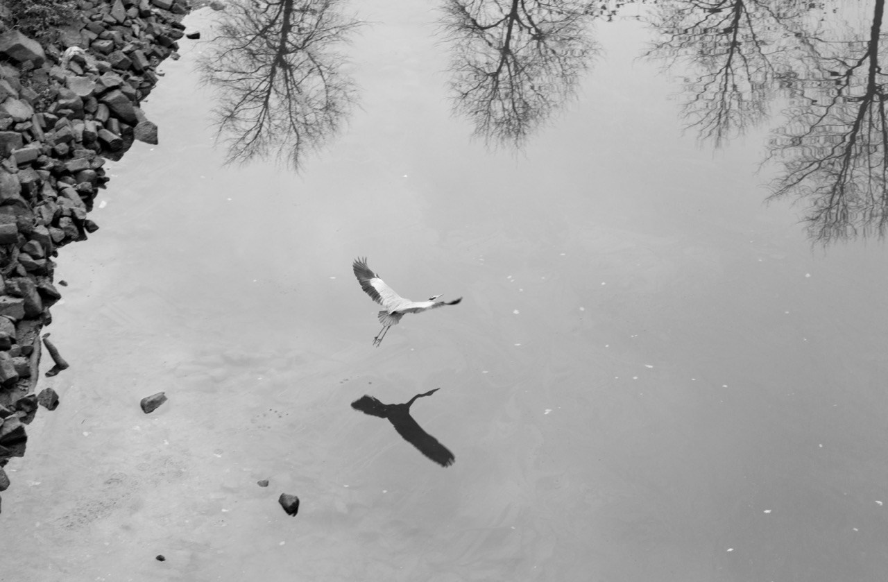 Журавль, Природа, Владислав Миронов, Москва, SPC Bronze