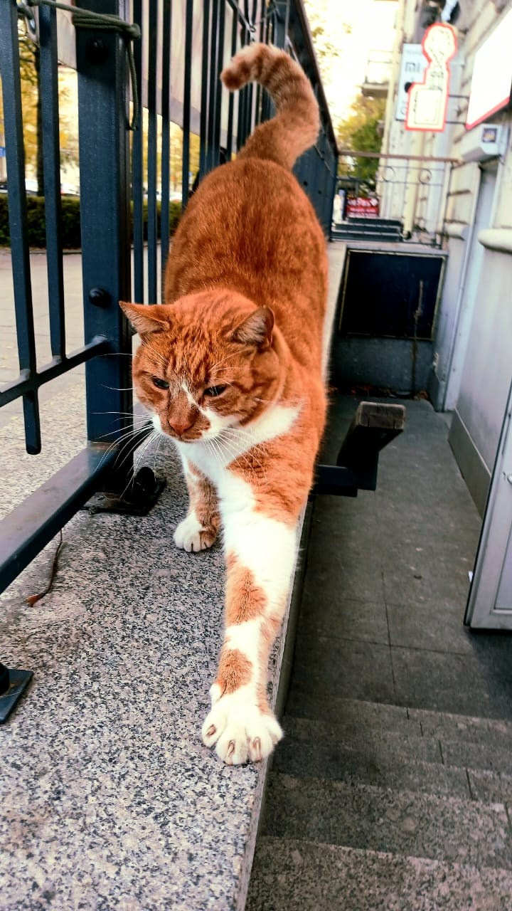 Севастопольские коты в объективе мобильного телефона. Фотограф Александр Лайкачев