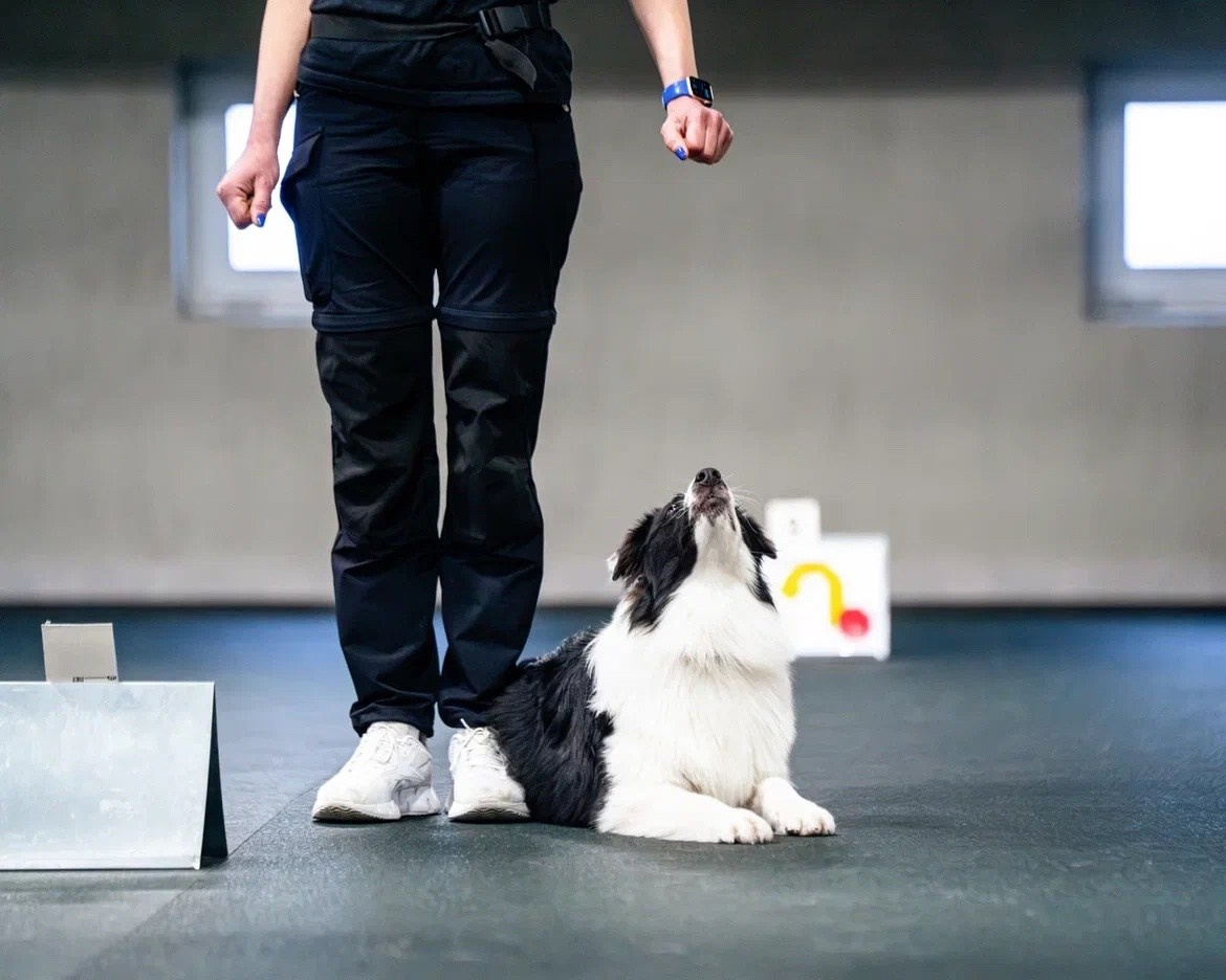 Карныш. BLGKV питомник собак