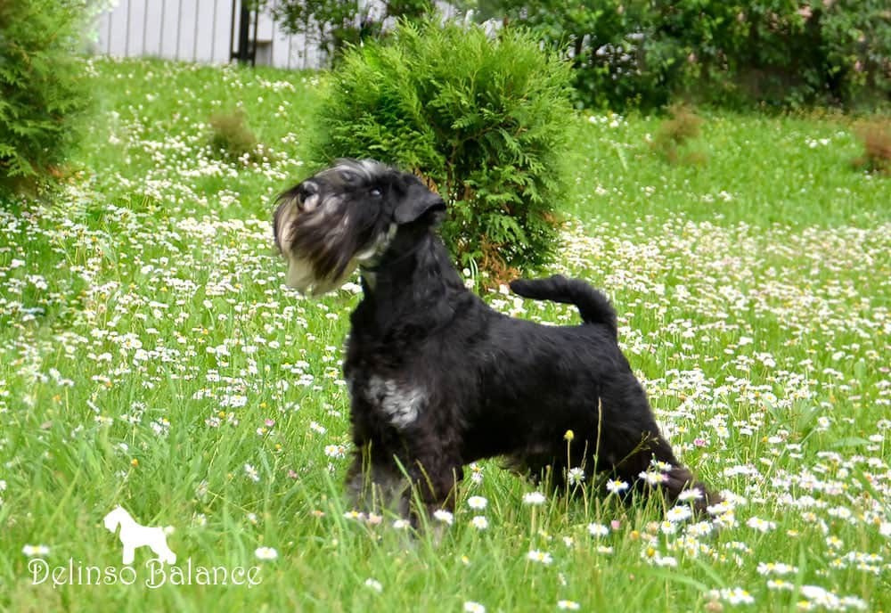 Питомник Делинсо Бэлэнс, щенки цвергшнауцера, купить щенка цвергшнауцера, питомник цвергшнауцеров, кобель цвергшнауцера для вязки, щенок цвергшнауцера, питомник цвергшнауцеров, черный с серебром, цверг, лучший питомник в беларуси