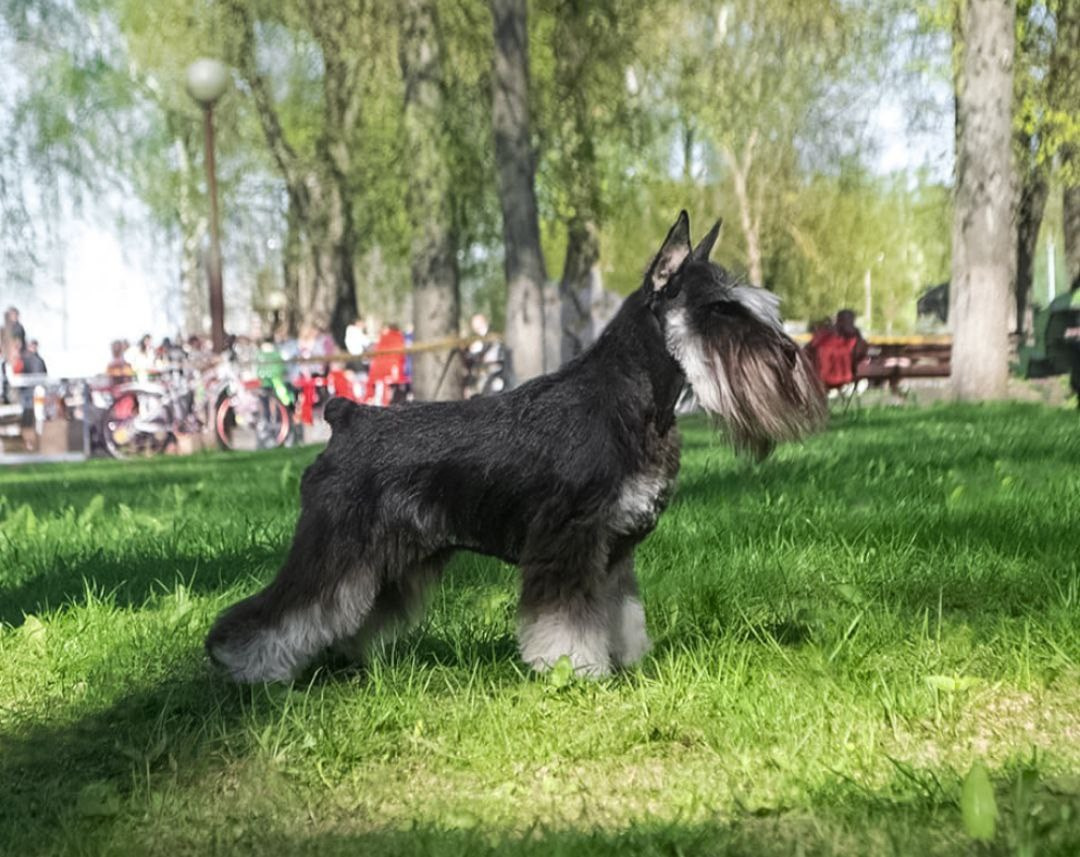 Питомник Делинсо Бэлэнс, щенки цвергшнауцера, купить щенка цвергшнауцера, питомник цвергшнауцеров, кобель цвергшнауцера для вязки, щенок цвергшнауцера, питомник цвергшнауцеров, черный с серебром, цверг, лучший питомник в беларуси