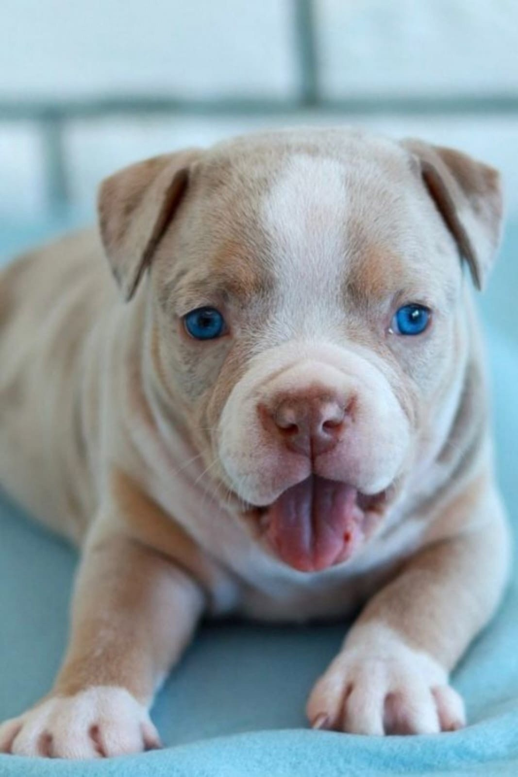 Дети Вениамина. ПИТОМНИК СОБАК ПОРОДЫ АМЕРИКАНСКИЙ БУЛЛИ