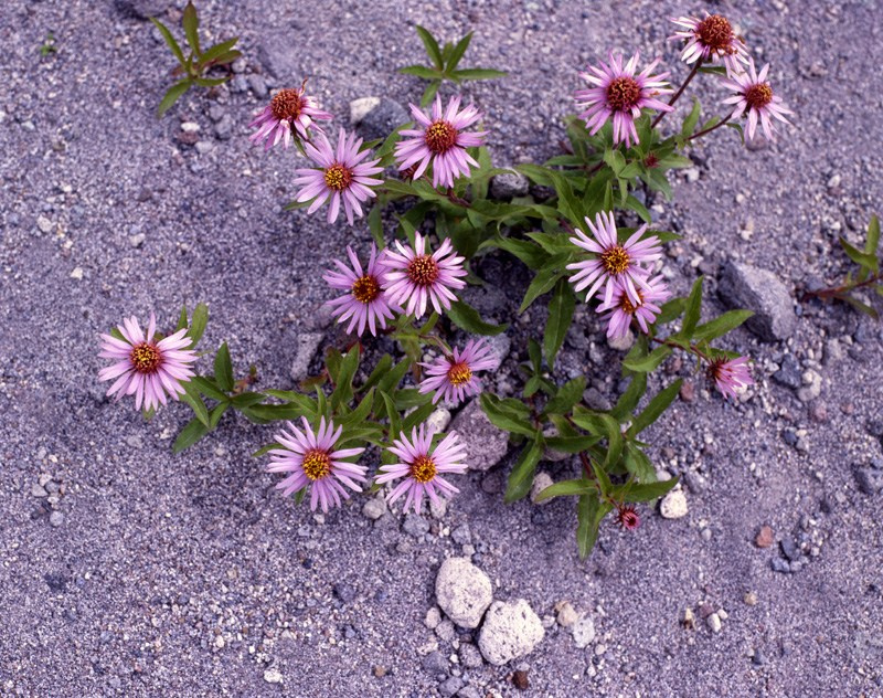 Саяны. ВАДИМ ГИППЕНРЕЙТЕР — ВЕЛИКИЙ ФОТОГРАФ ЗЕМЛИ РУССКОЙ