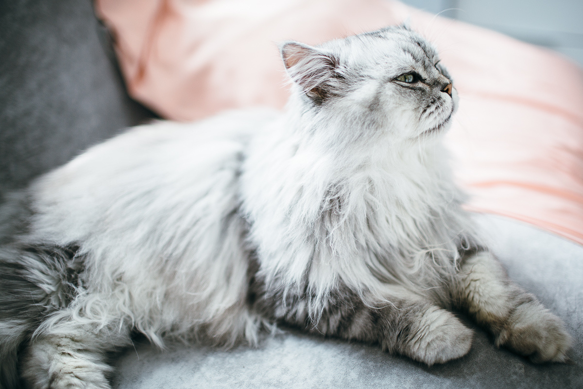 Свадьба Славы и Насти в Сыктывкаре. Фотограф Антон Бубликов Сыктывкар