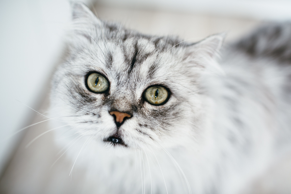 Свадьба Славы и Насти в Сыктывкаре. Фотограф Антон Бубликов Сыктывкар