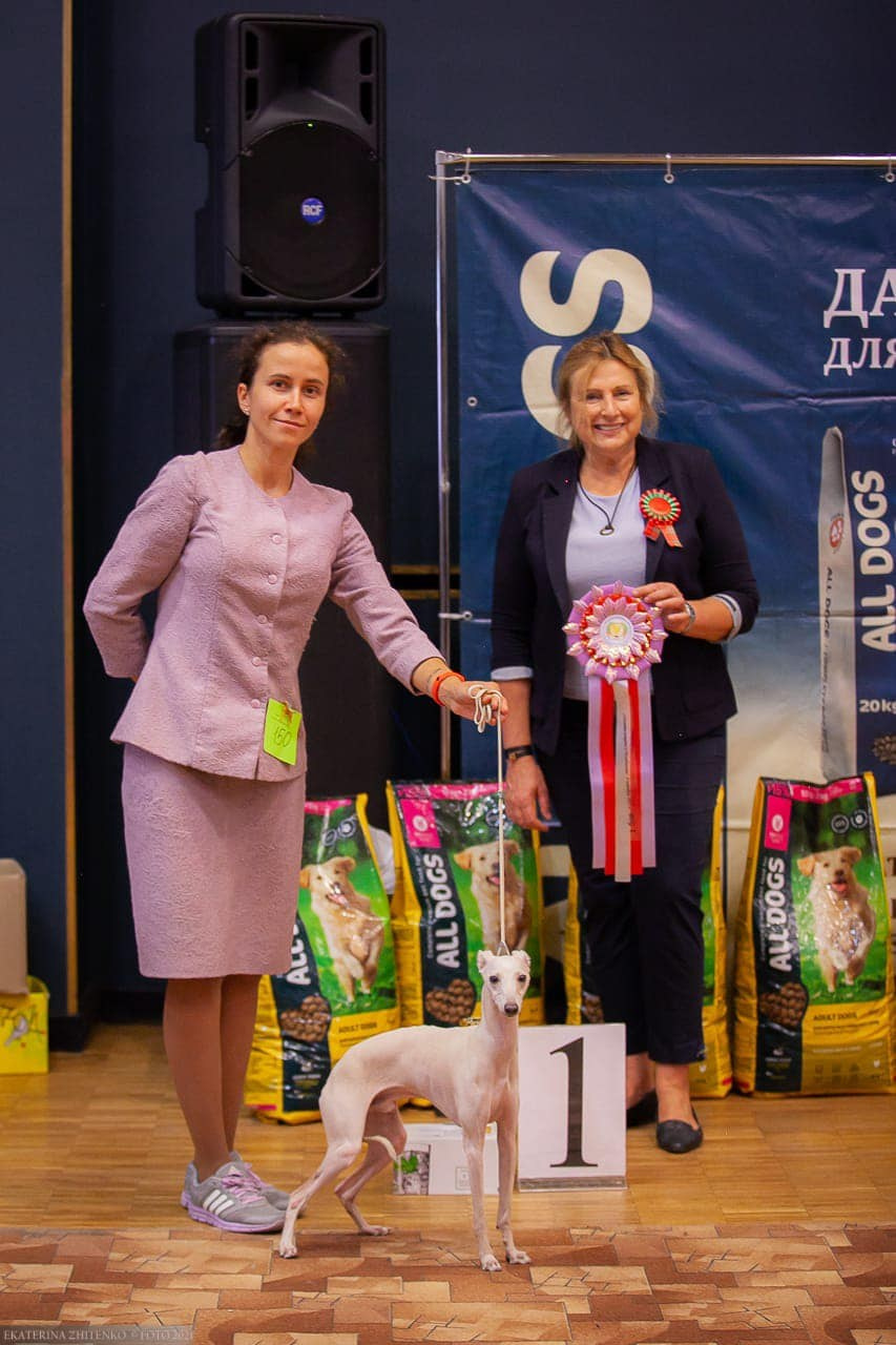 Asti Sapphire Tsezar Ruier Empire. Профессиональный питомник левреток РКФ/FCI ASTI SAPPHIRE 💎 Сочи|Санкт-Петербург