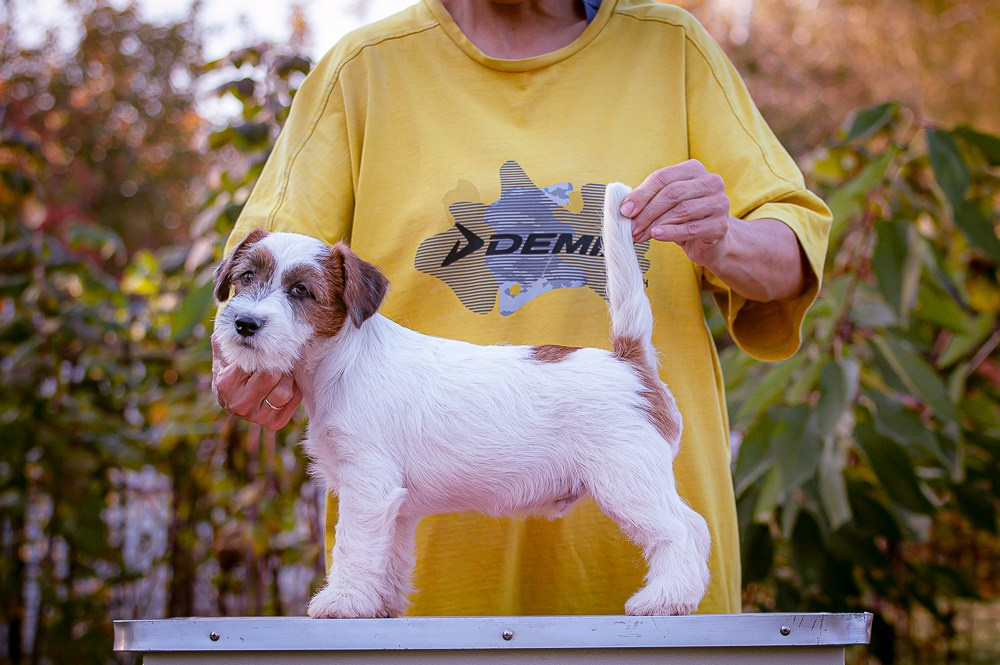 CANE MAESTRO STIMOROL ICE. CANE MAESTRO — kennel Jack Russell Terrier