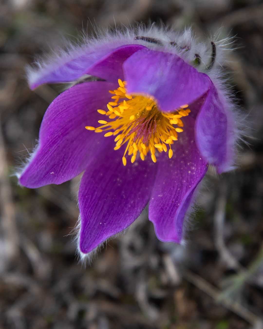 Сон —трава. Фотограф Севастополь/Крым Светлана Евтушенко