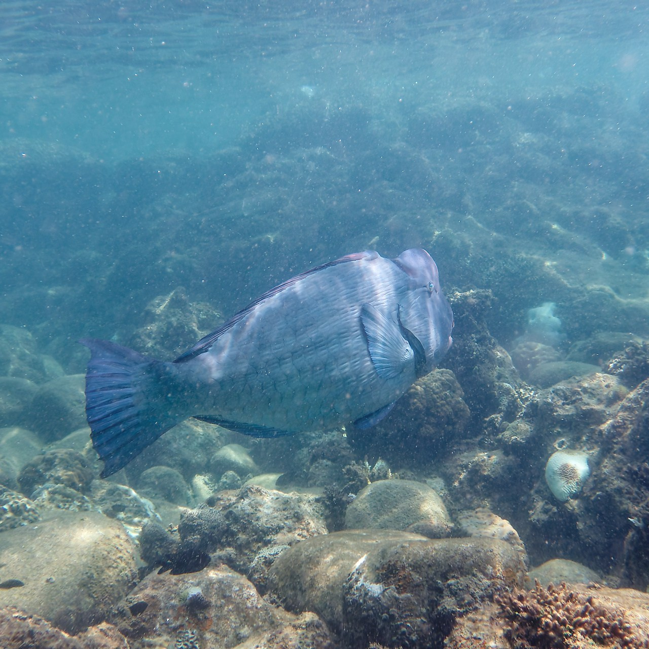 Мне посмотреть. Рыбов показываю