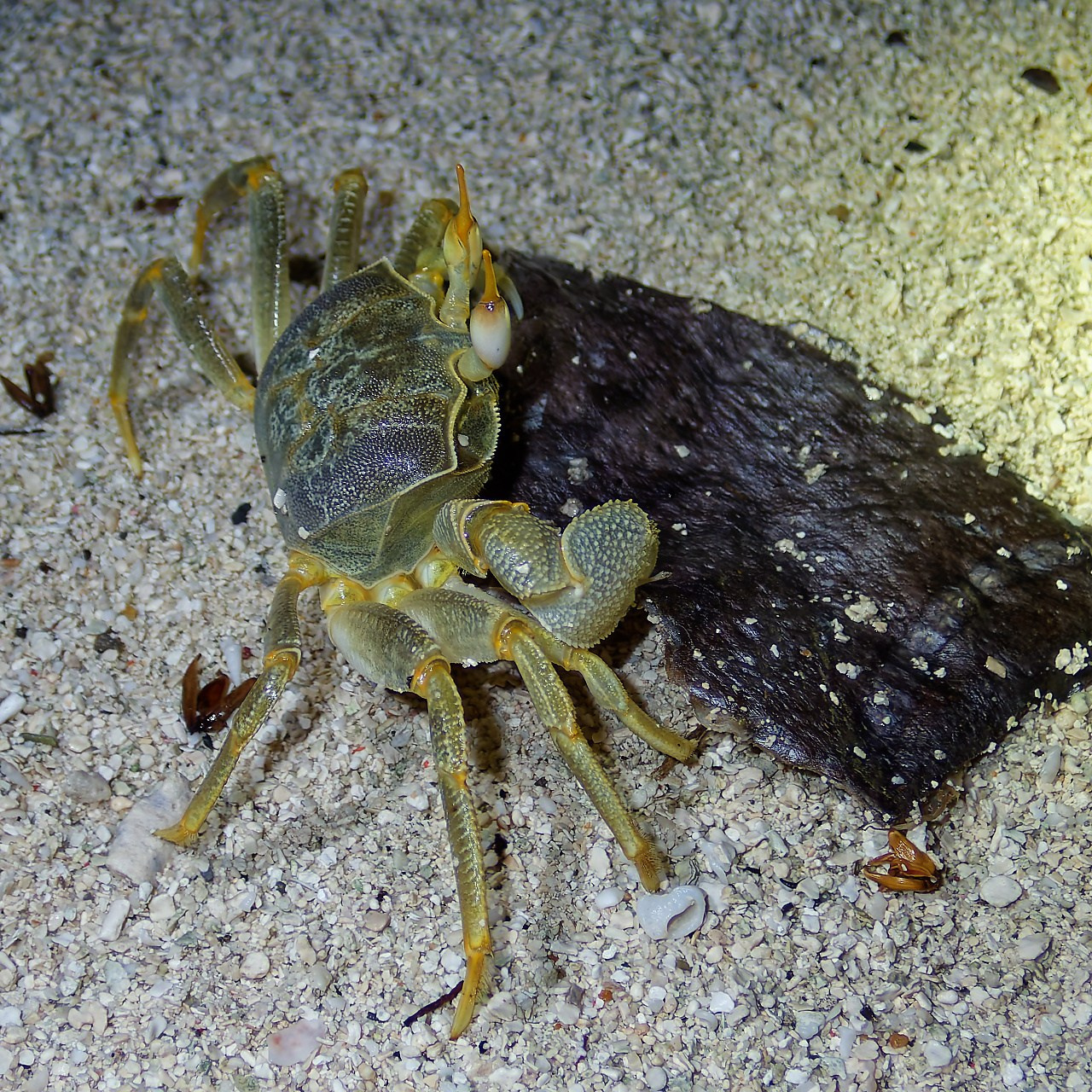 Мне посмотреть. Рыбов показываю