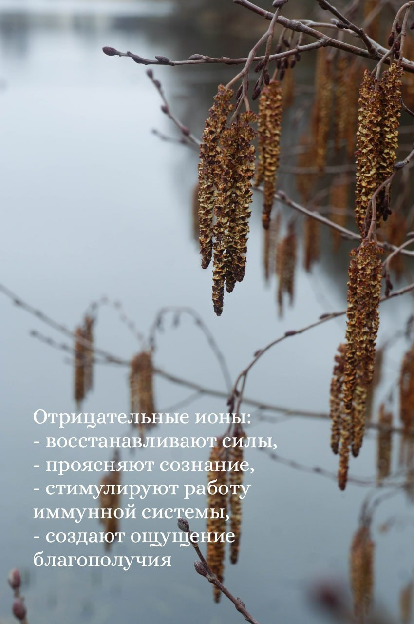 синрин-йоку в Петербурге