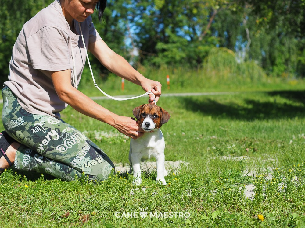 Щенок Джек-рассел-терьер. КМ ФЕЛИЧИТА. Гладкий тип шерсти. Девочка №2. КАНЕ МАЭСТРО — питомник Джек рассел терьеров