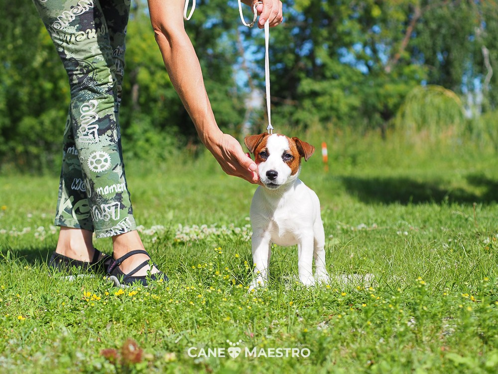 Щенок Джек-рассел-терьер. КМ ФЕРИТЕЙЛ. Гладкий джек рассел. Девочка№1. КАНЕ МАЭСТРО — питомник Джек рассел терьеров