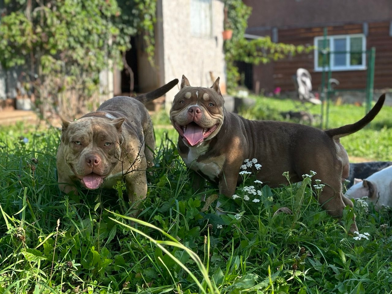 Питомник американских булли Bounty Pride Bully