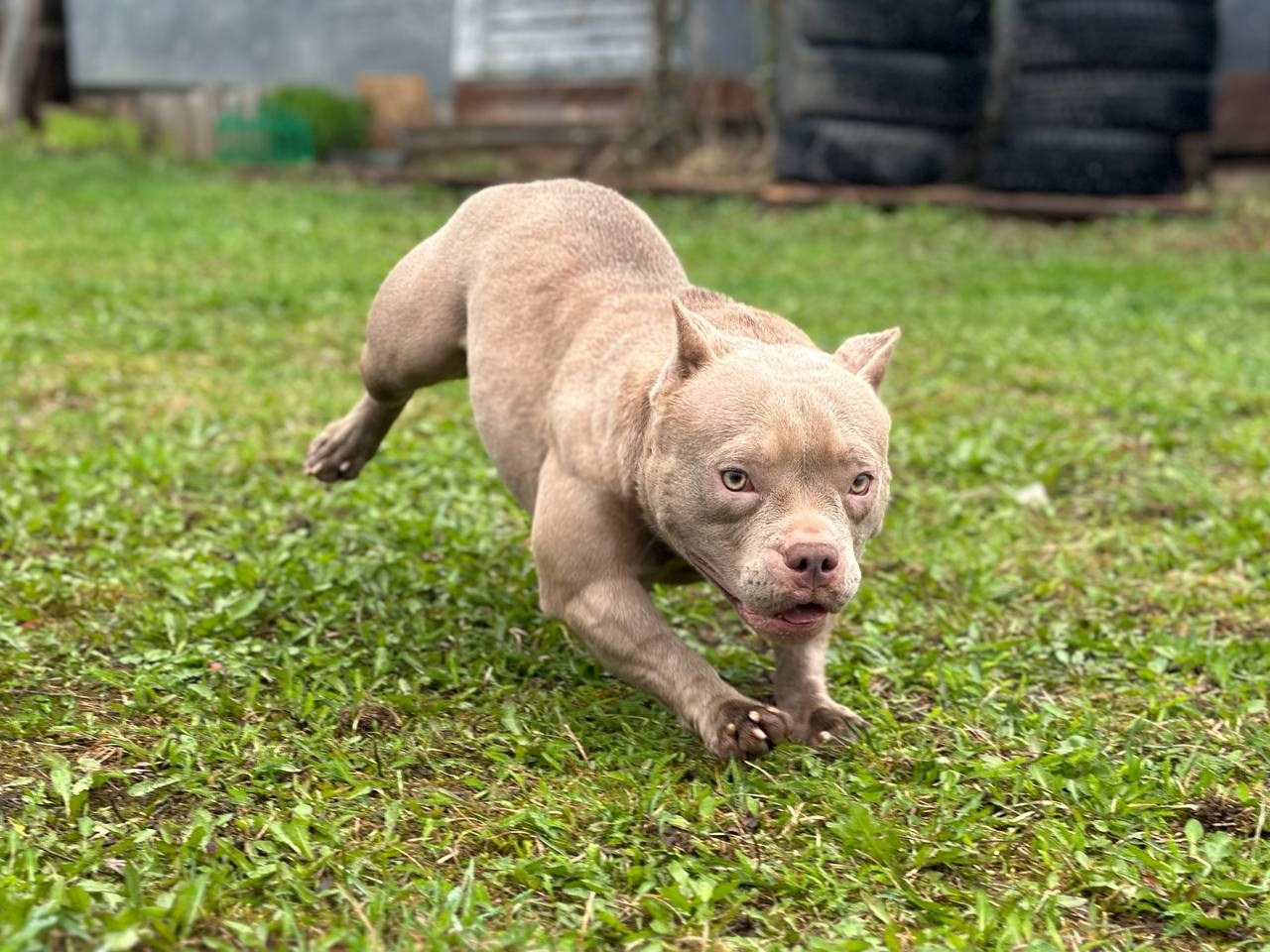 Minie Mouse. Питомник американских булли Bounty Pride Bully