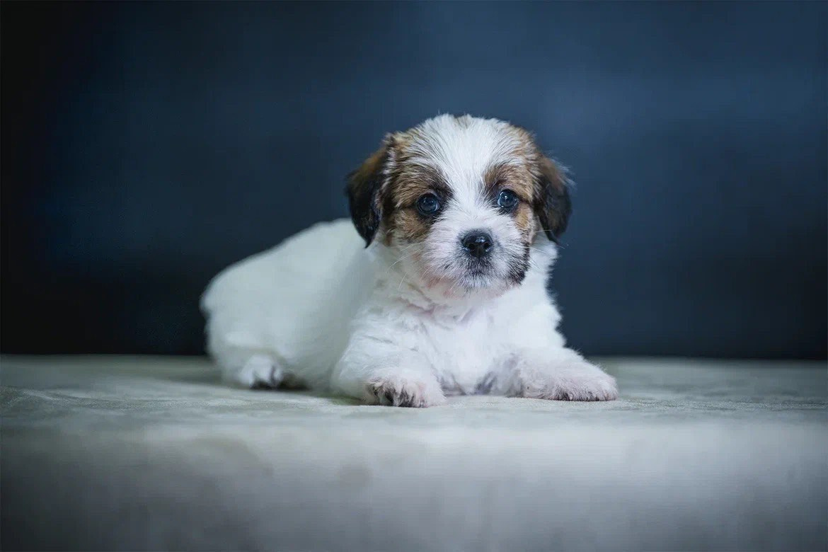 Кобель 2. Lovely-Orange питомник джек рассел терьеров