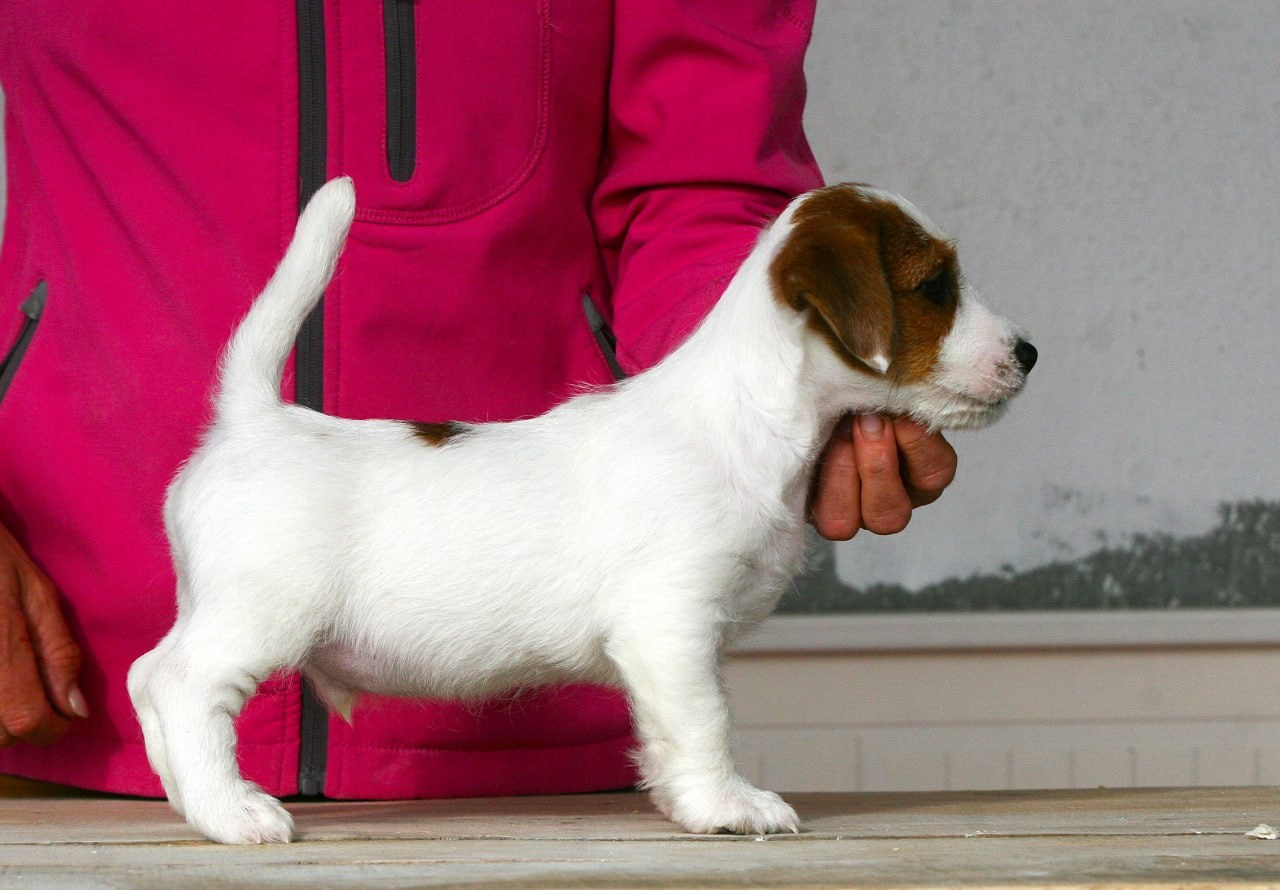 Male 2 brocken. Lovely-Orange питомник джек рассел терьеров