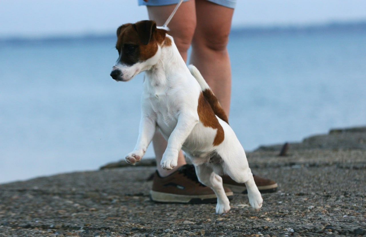 ADM'S DOGS GATSBY FOR LOVELY ORANGE. Lovely-Orange питомник джек рассел терьеров