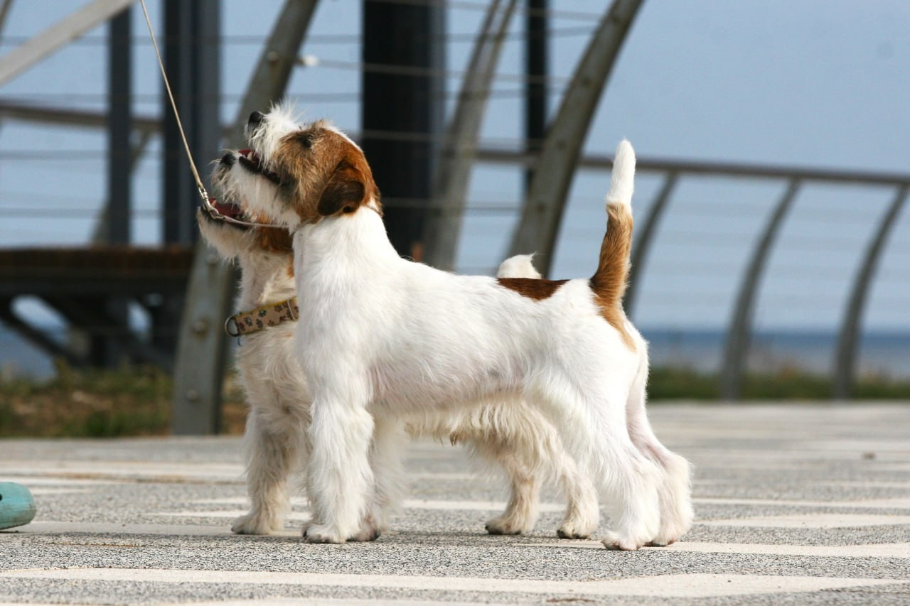 Lovely-Orange Escada. Lovely Orange kennel Jack Russell Terrier FCI/RKF