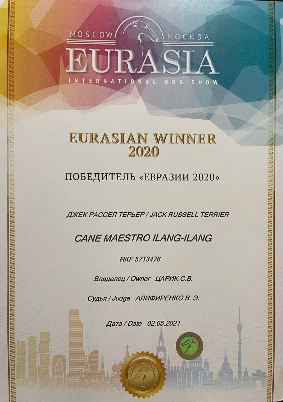 CANE MAESTRO ILANG-ILANG. CANE MAESTRO — kennel Jack Russell Terrier