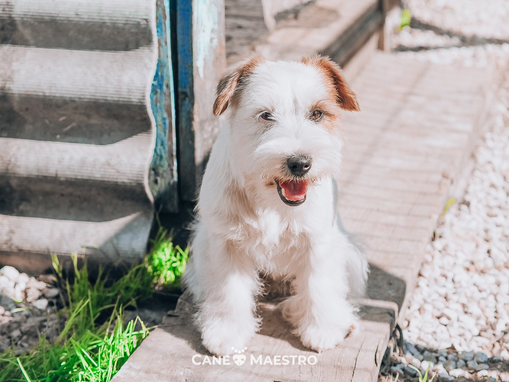 Жесткошерстная. Бело-рыжая Джек рассел терьер. КАНЕ МАЭСТРО СЕРЕБРО. КАНЕ МАЭСТРО — питомник Джек рассел терьеров