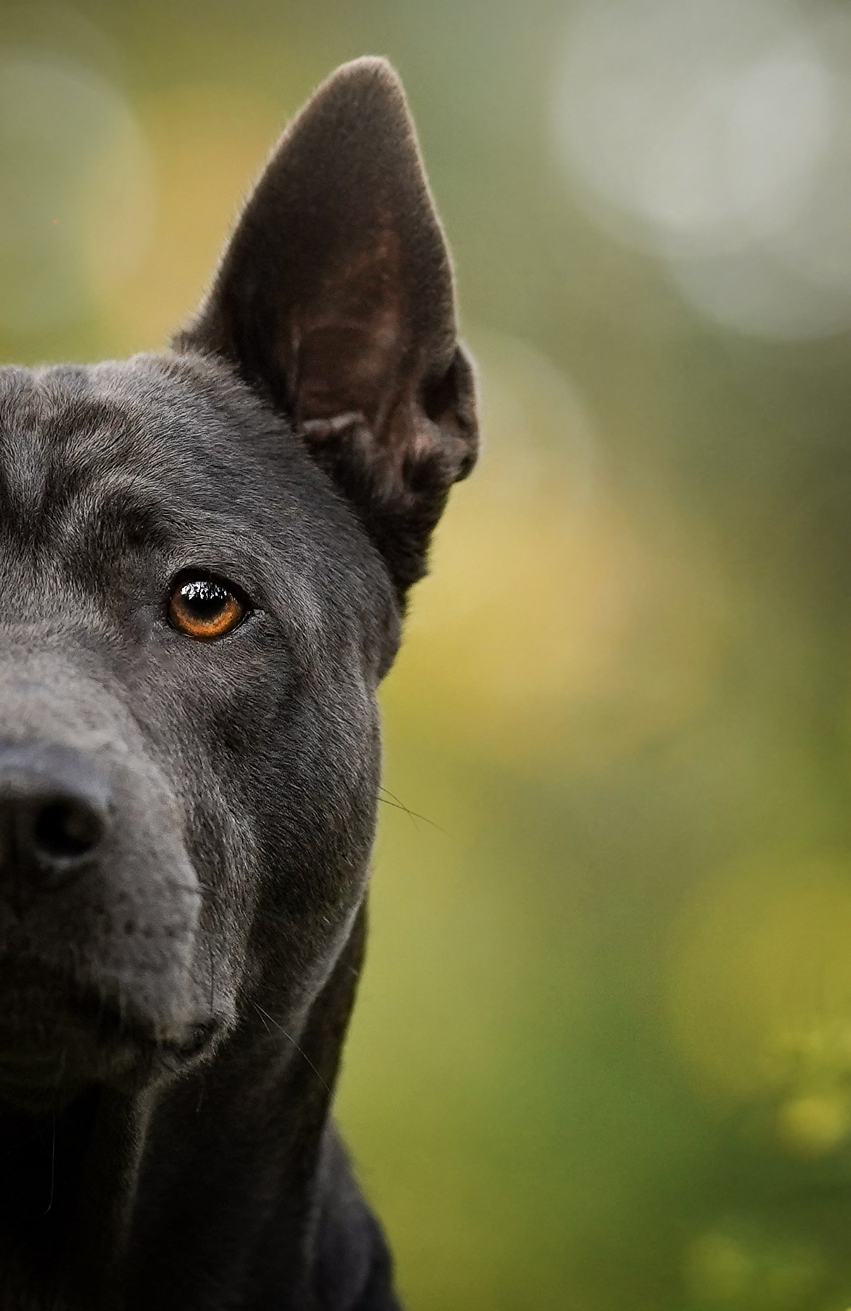 Вероника и Адам. Фотограф-анималист в Санкт-Петербурге Яна Мартынова