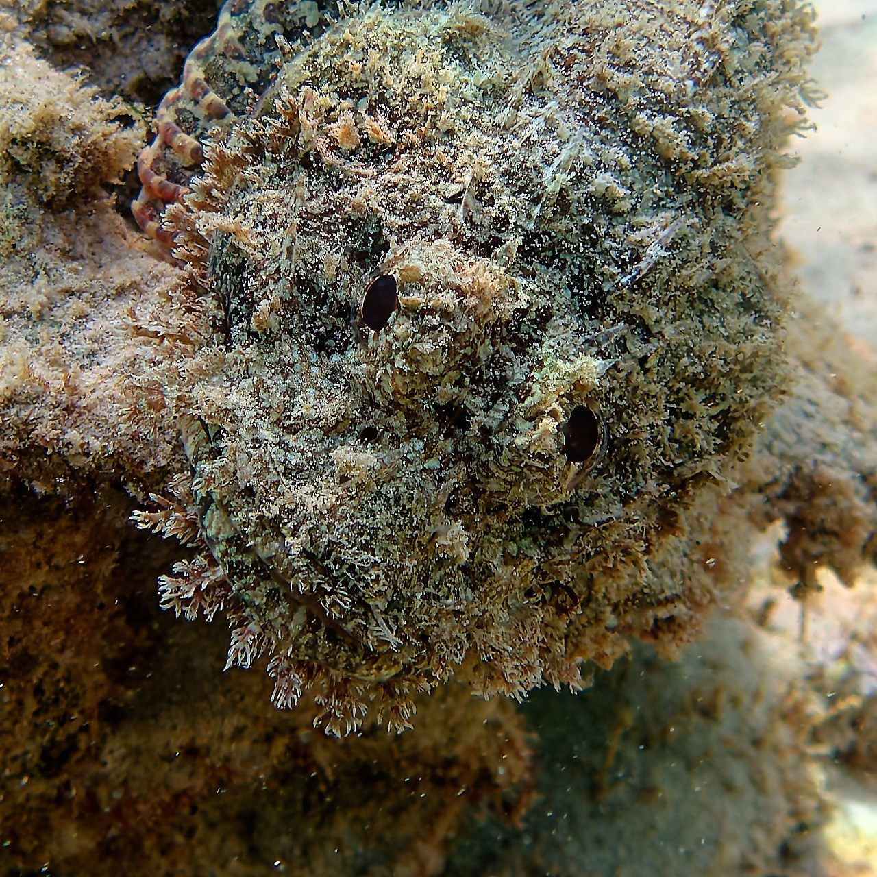 Мне посмотреть. Рыбов показываю