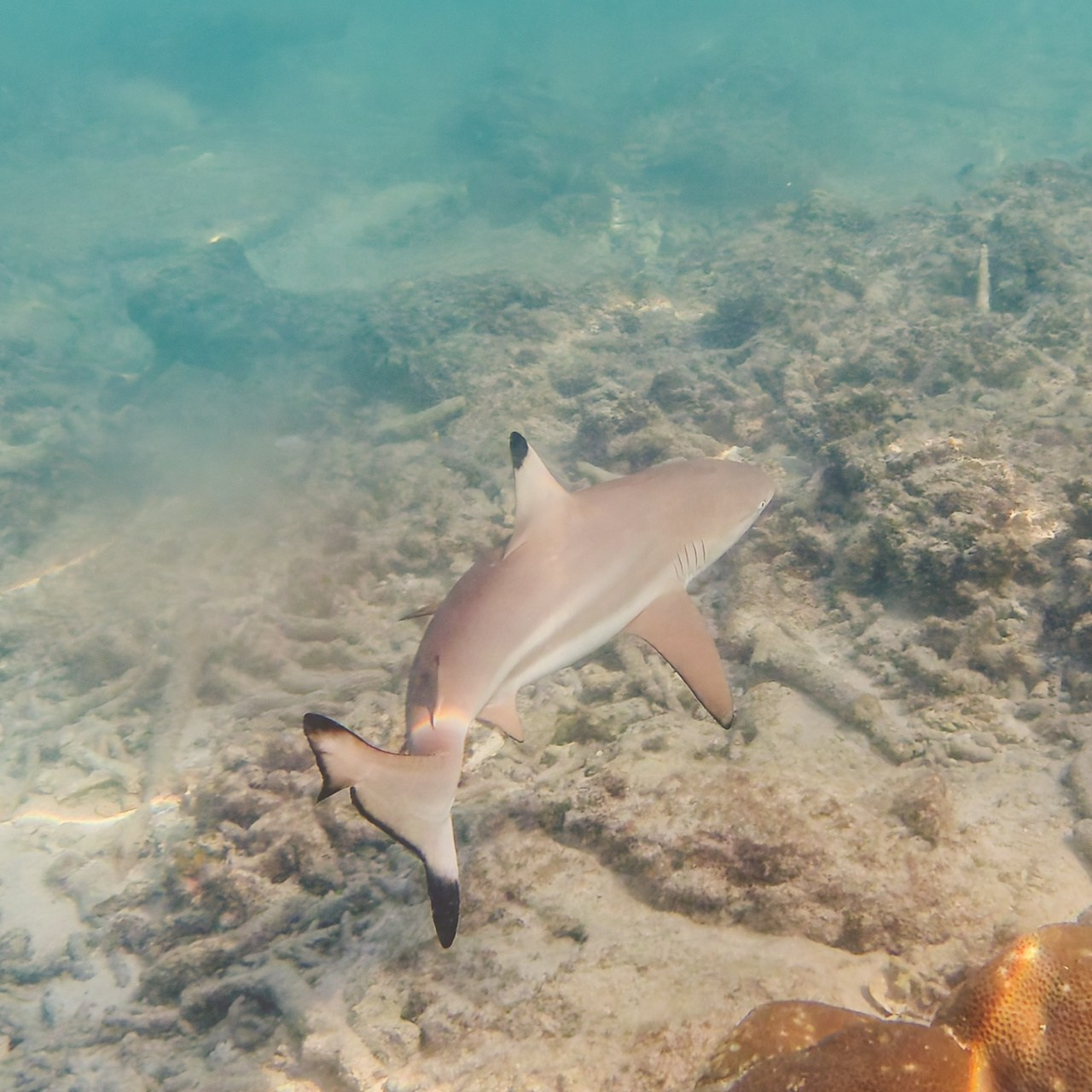 Мне посмотреть. Рыбов показываю