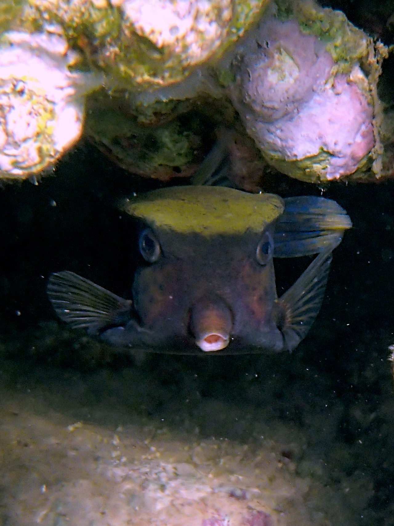 Мне посмотреть. Рыбов показываю