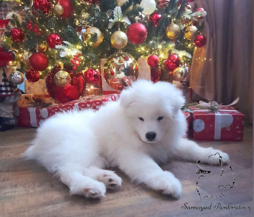 медвежий тип