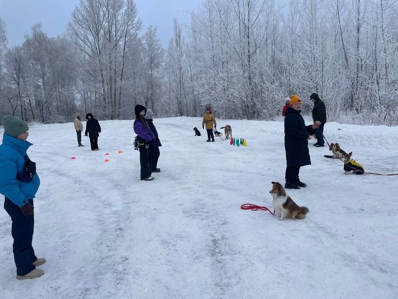 Практические занятия по дрессировке. НРОО КЦ "Собаковод"