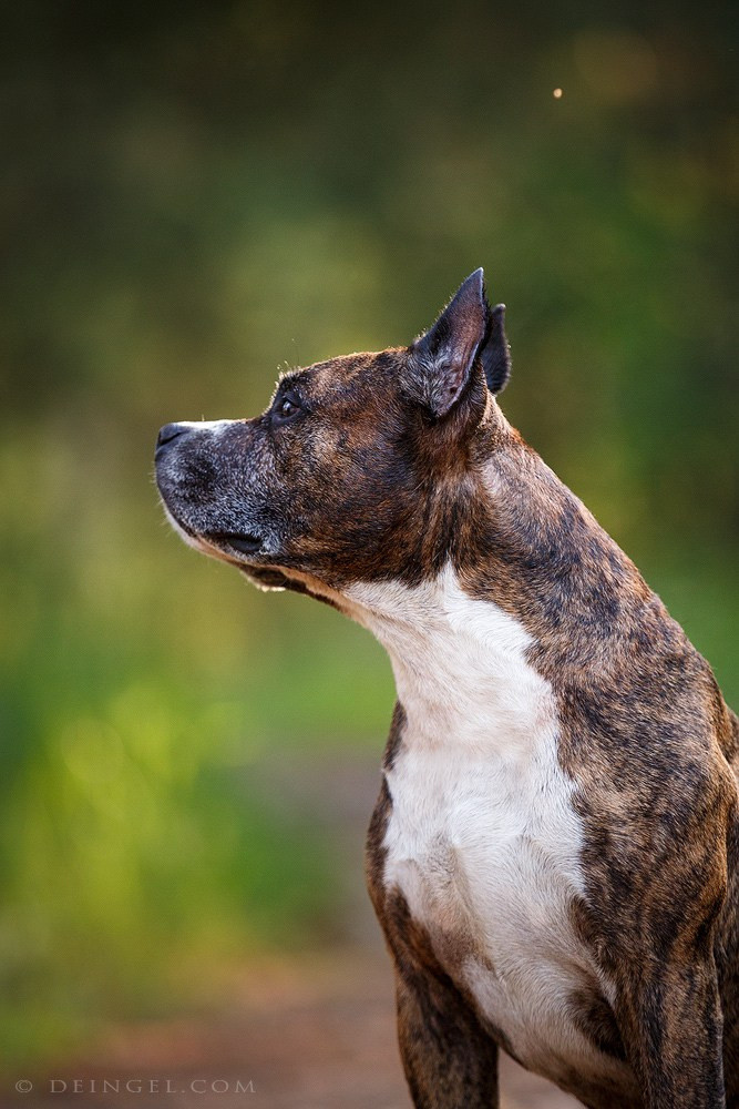 АСТ Федя, Пако и Ника. Фотограф-анималист Natalia Deingel | Фотосъемка собак в Москве