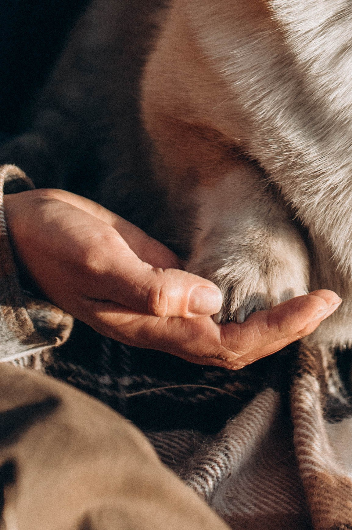 Лёша, Аня и Акс. Свадебный и семейный фотограф в Чите Юлия Оранская