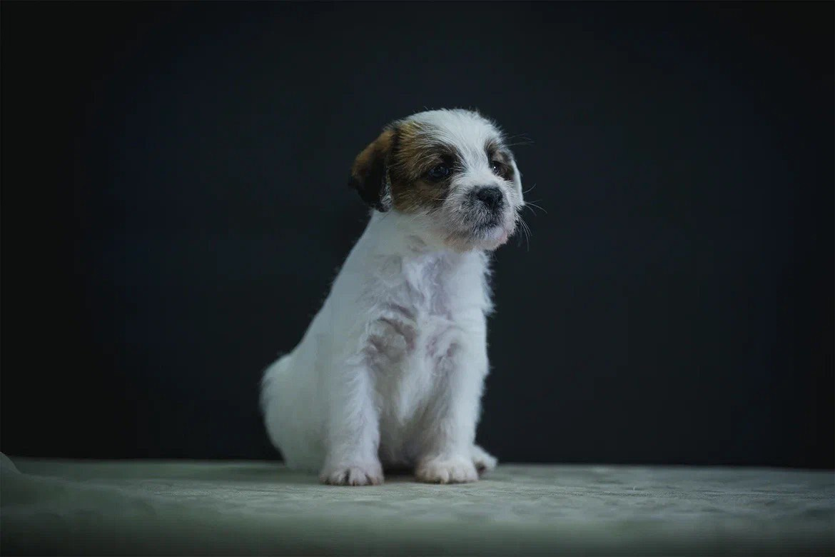 Сука 2. Lovely-Orange питомник джек рассел терьеров