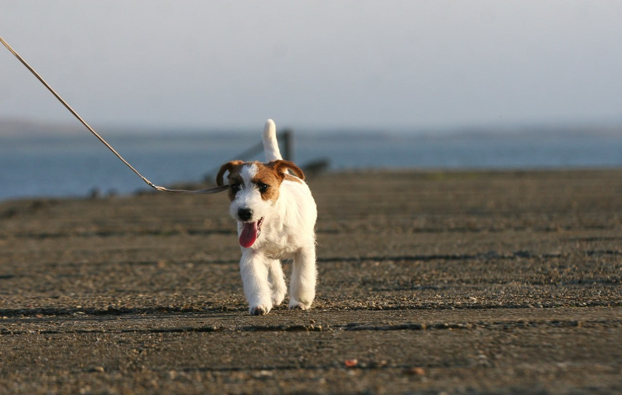 Port Fortis Amore Mio. Lovely-Orange питомник джек рассел терьеров