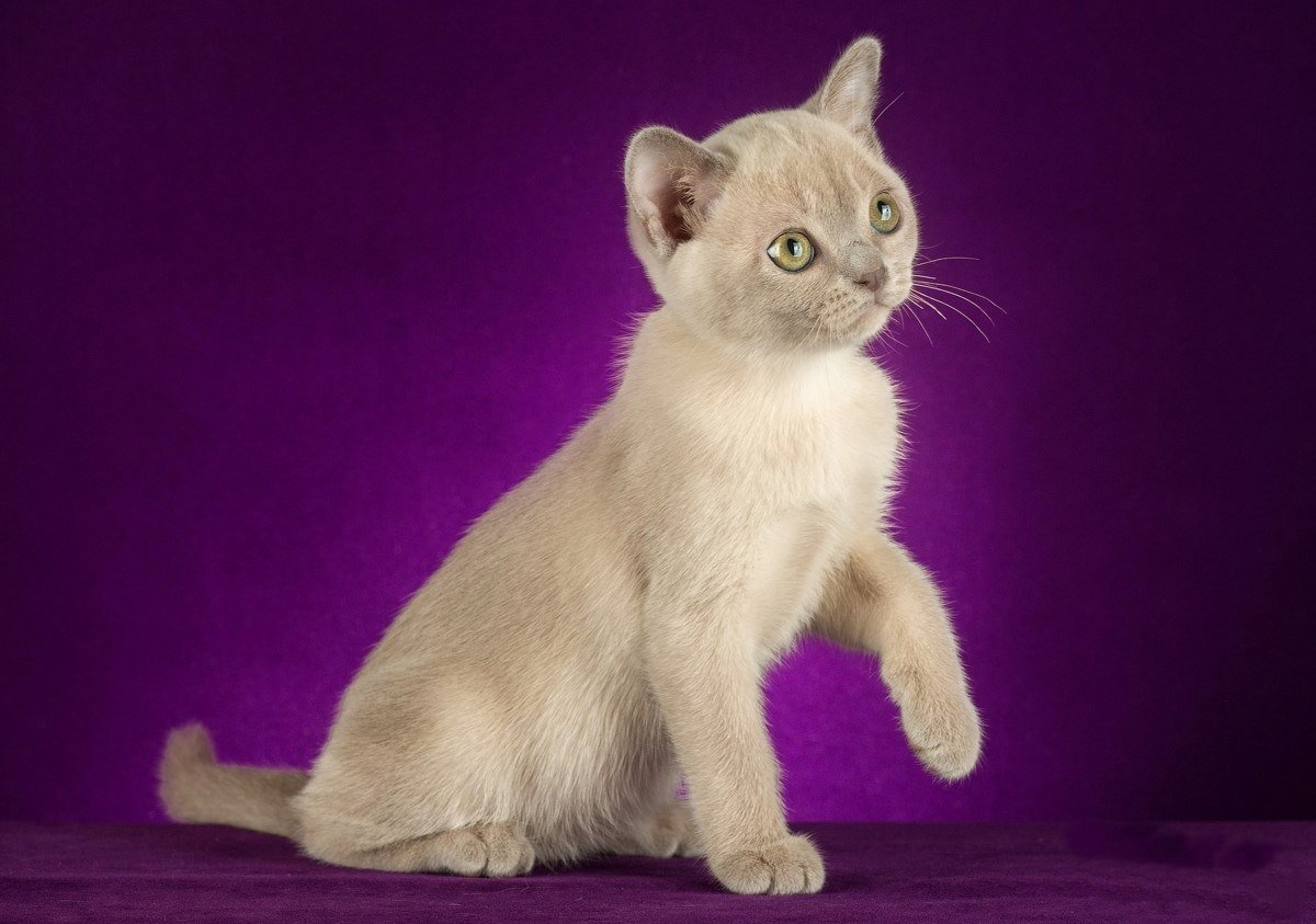 Котёнок американской бурмы. Las Burmas — питомник американской бурмы традиционных линий