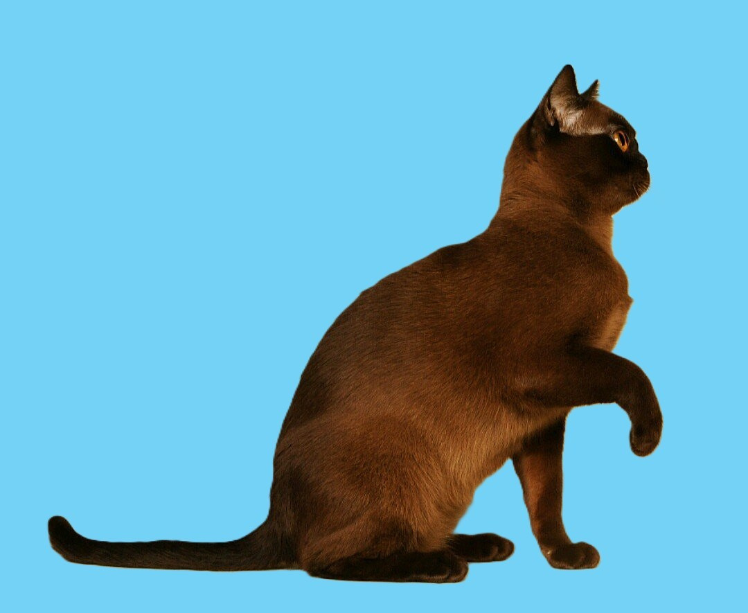 Котёнок американской бурмы. Las Burmas — питомник американской бурмы традиционных линий