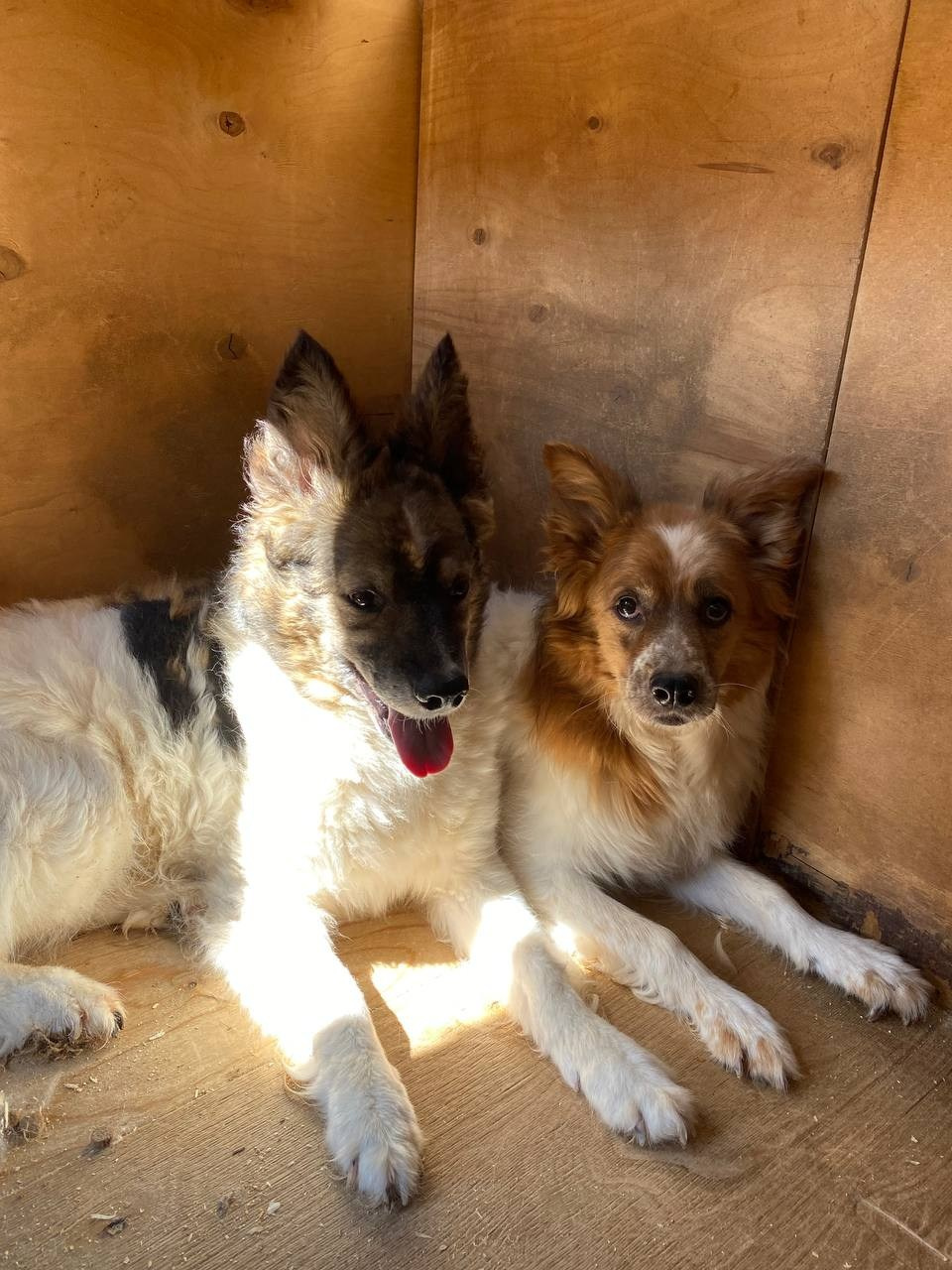 Прогулки и волонтерство. Забери домой друга