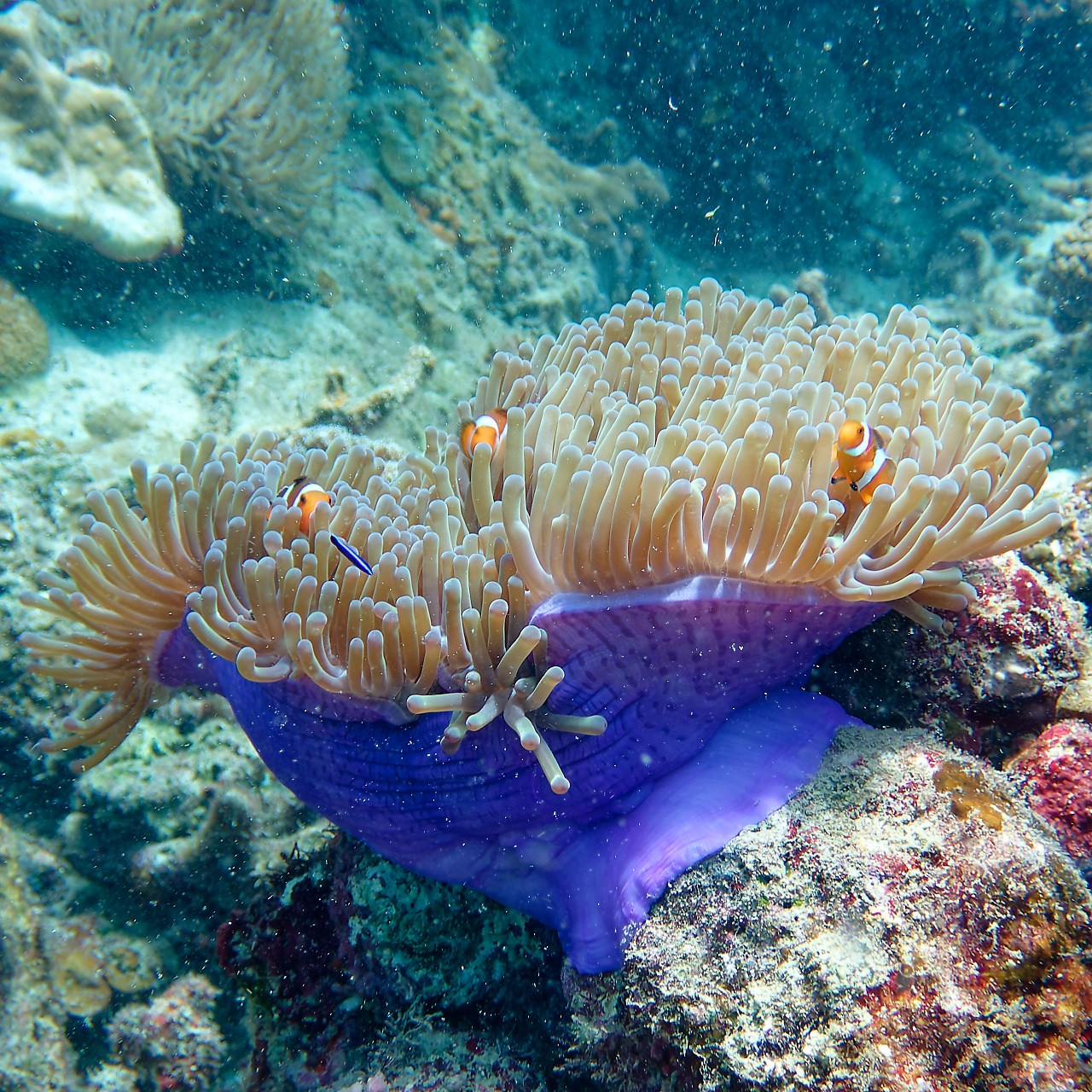 Мне посмотреть. Рыбов показываю