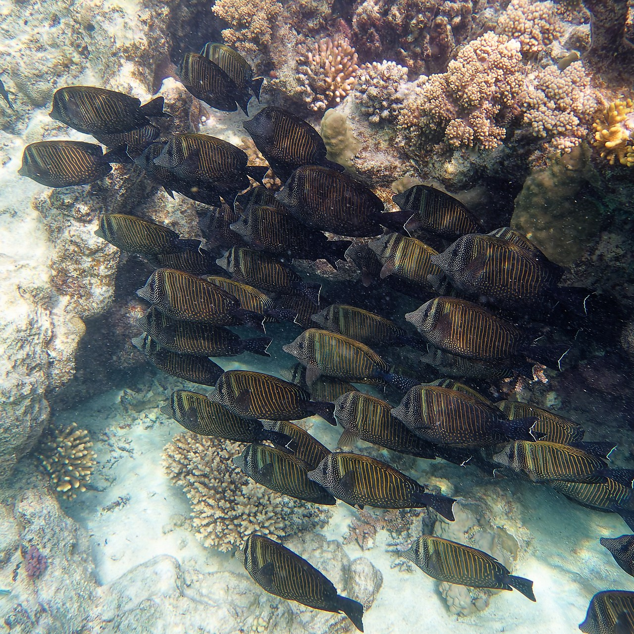 Мне посмотреть. Рыбов показываю