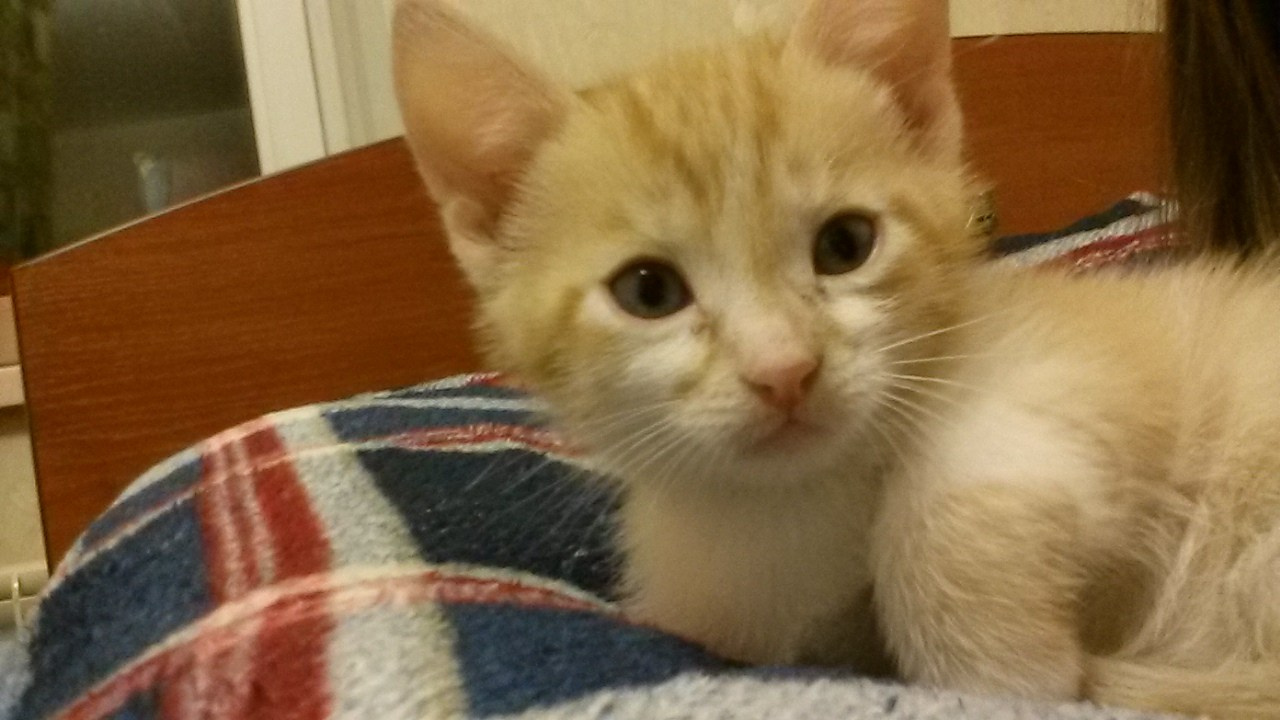 Октябрь (школа, Перси, Гренада). Семейный, Свадебный фотограф СПБ Питер— Романова Екатерина