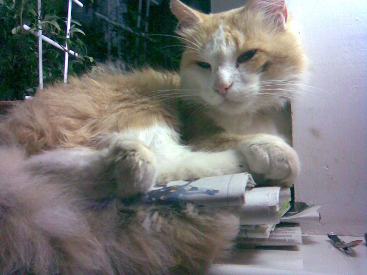 Nokia 7370. Михаил Барановский