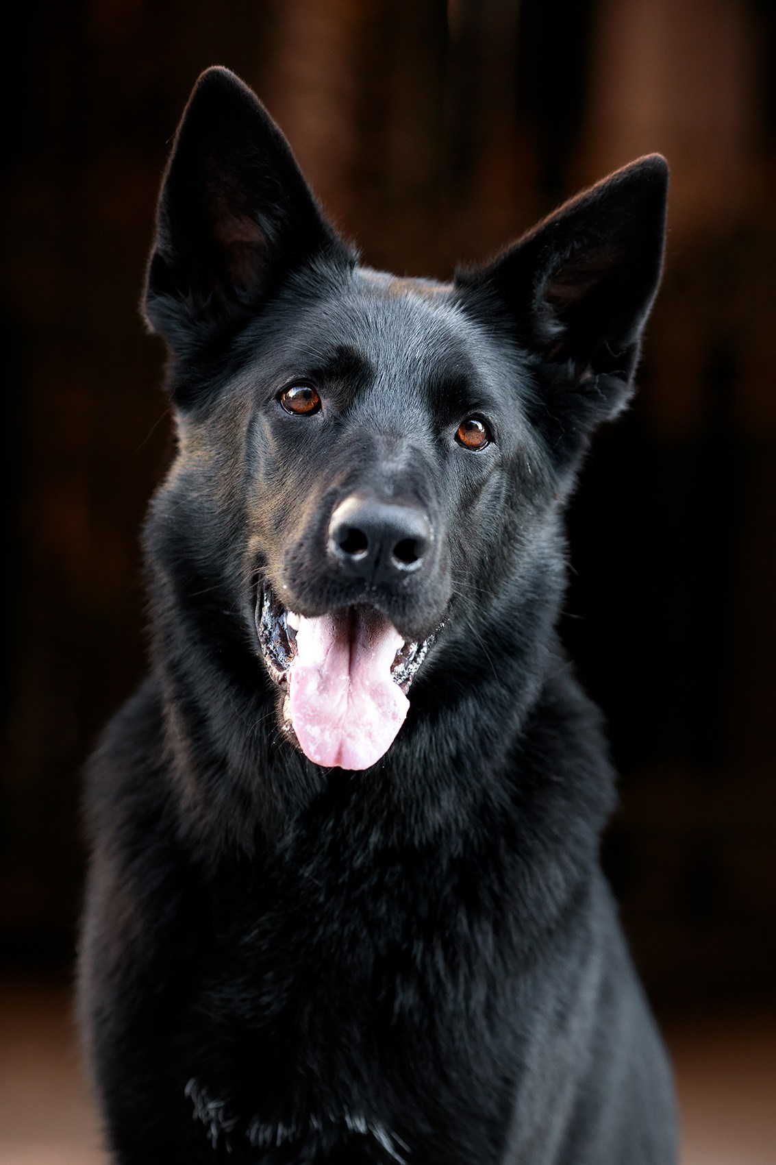 Алена, Кай и Мара. Фотограф-анималист Mary Mart — Москва, Питер