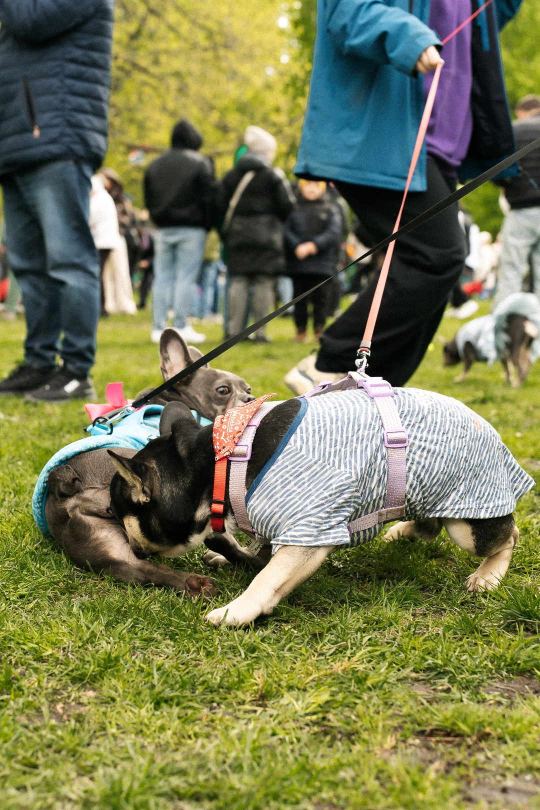 Парад Бульдогов. Axenov_eugene