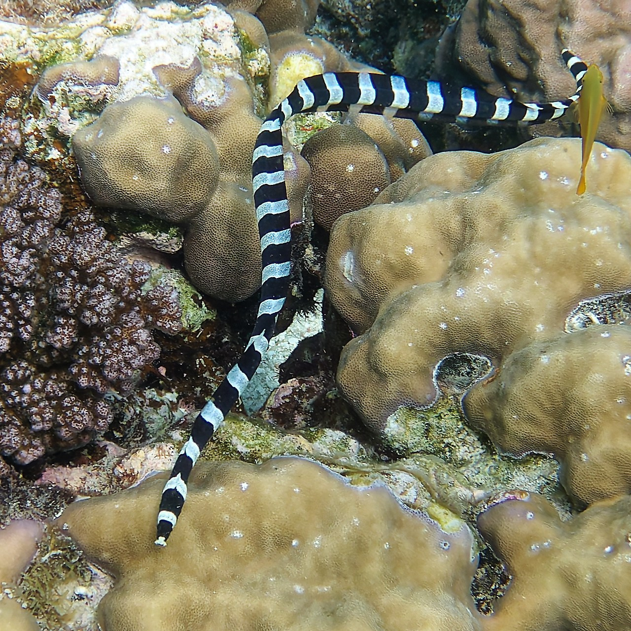 Мне посмотреть. Рыбов показываю